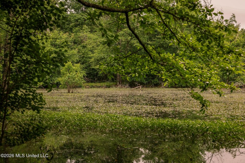 Land for sale in Amite County, MS. This beautiful 161-acre tract - photo 49