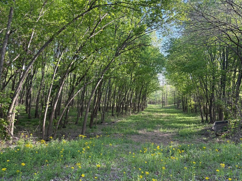 This 40.97-acre property offers excellent hunting with a - photo 3