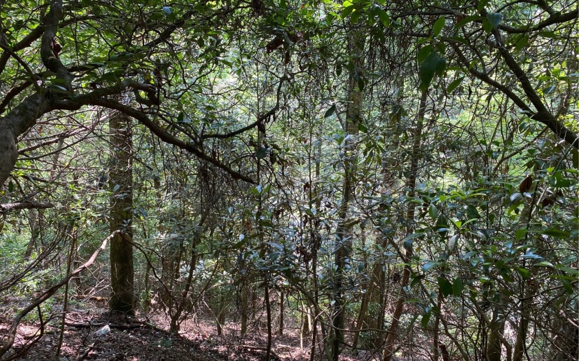 This river front lot is located in Buckhorn Estates, a wildlife - photo 11