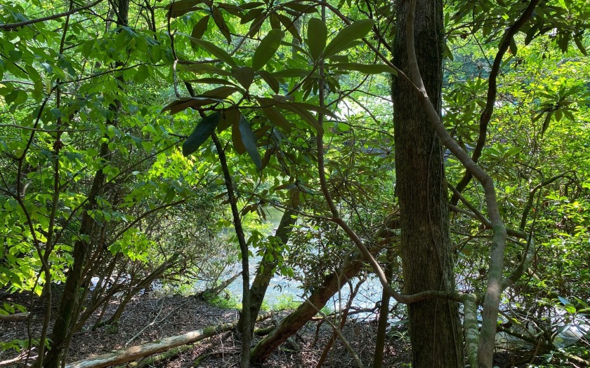 This river front lot is located in Buckhorn Estates, a wildlife - photo 22