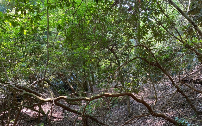 This river front lot is located in Buckhorn Estates, a wildlife - photo 23