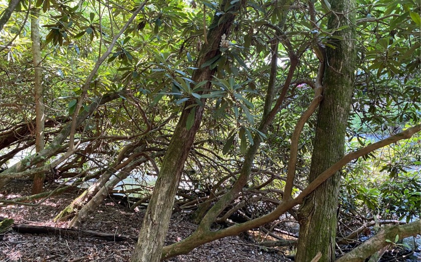 This river front lot is located in Buckhorn Estates, a wildlife - photo 24