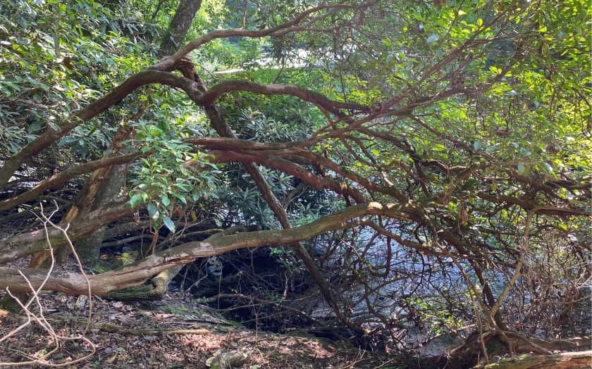 This river front lot is located in Buckhorn Estates, a wildlife - photo 25