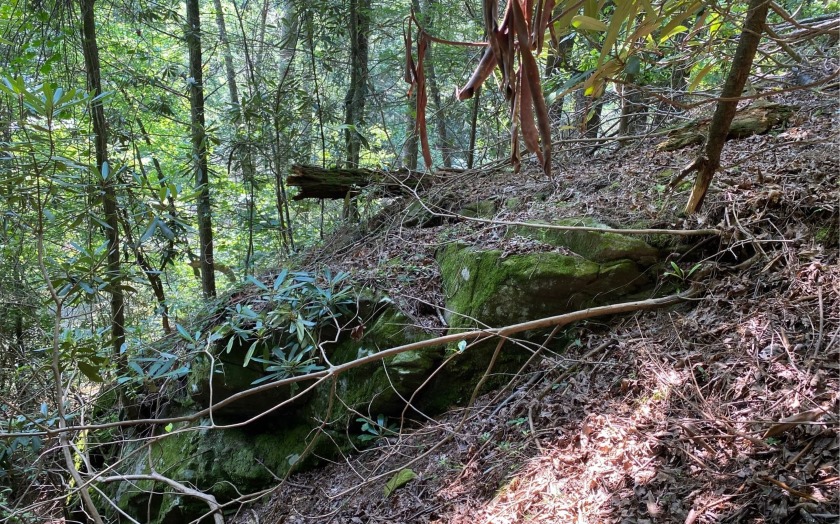 This river front lot is located in Buckhorn Estates, a wildlife - photo 28