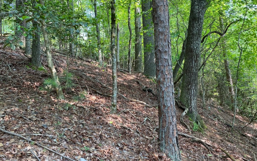 This river front lot is located in Buckhorn Estates, a wildlife - photo 29