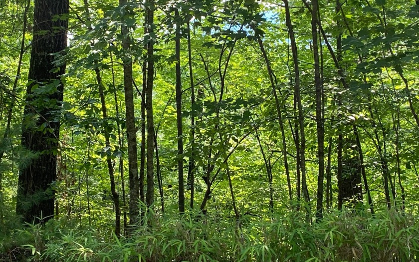 This river front lot is located in Buckhorn Estates, a wildlife - photo 32
