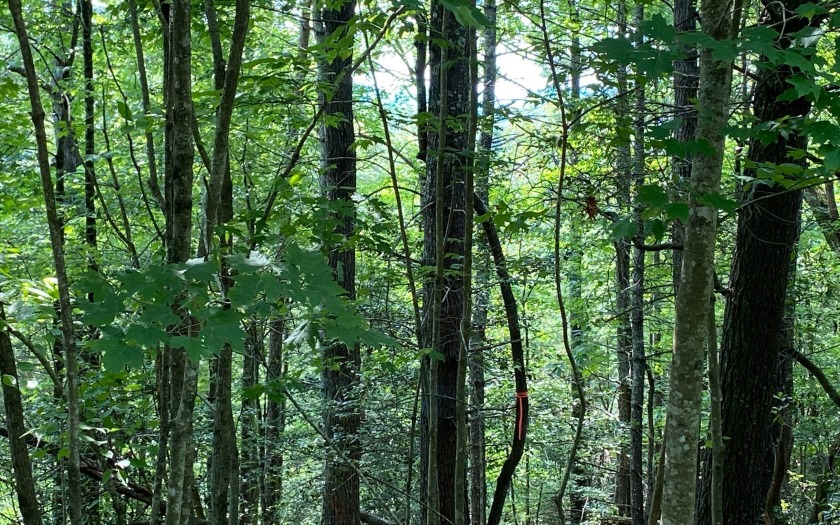 This river front lot is located in Buckhorn Estates, a wildlife - photo 33