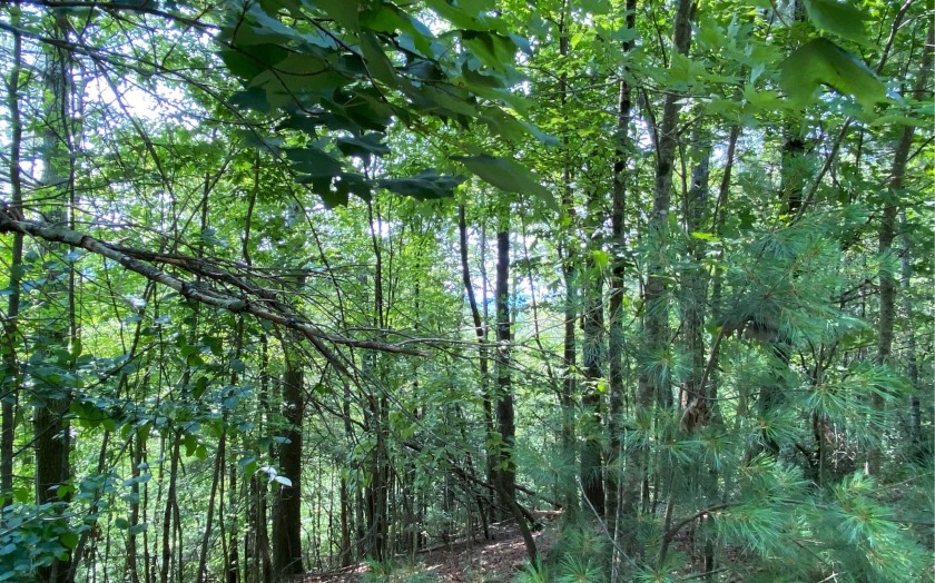 This river front lot is located in Buckhorn Estates, a wildlife - photo 35