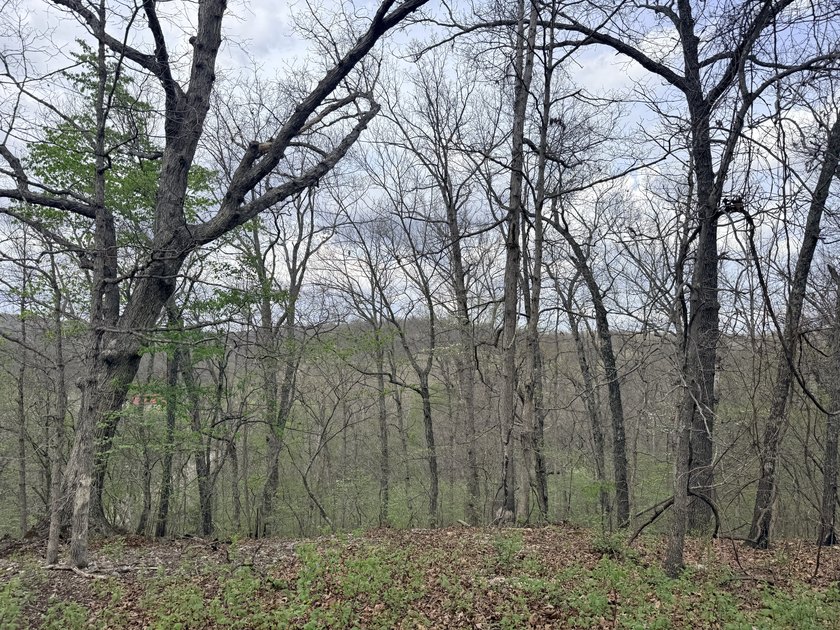 This is beautiful place here in Camden county Mo!! 41.64 acres - photo 7