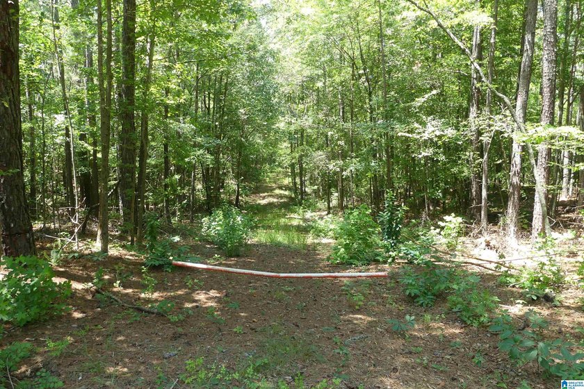 HERE IS A GEAT DEAL ON 2.93 ACRES OF WATER FRONT PROPERTY WITH - photo 11