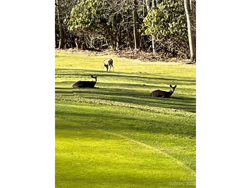 The beautiful Wolf Laurel gated community affords all the - photo 4