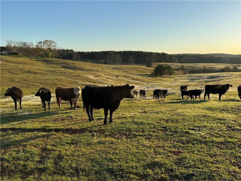 Bring your cows and horses! Have the benefit of a beautiful - photo 17