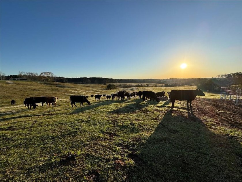Bring your cows and horses! Have the benefit of a beautiful - photo 19