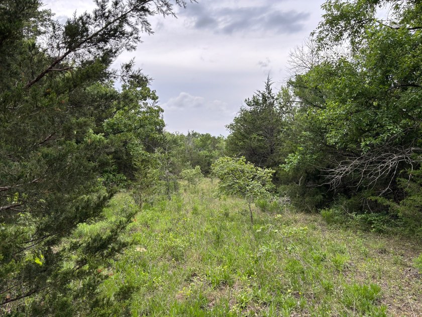 26.5 Acres - Hunting, Livestock, or Build Site If you've been - photo 12