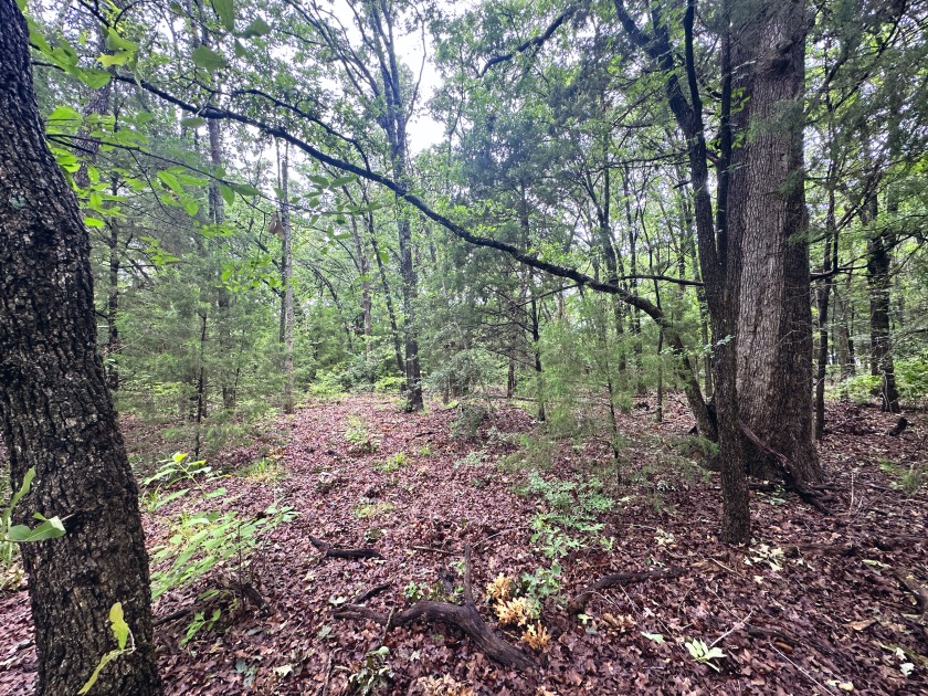 2 acre Wooded Lot in The Shores at Richland Chambers Lake - photo 8
