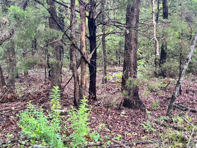 2 acre Wooded Lot in The Shores at Richland Chambers Lake - photo 19