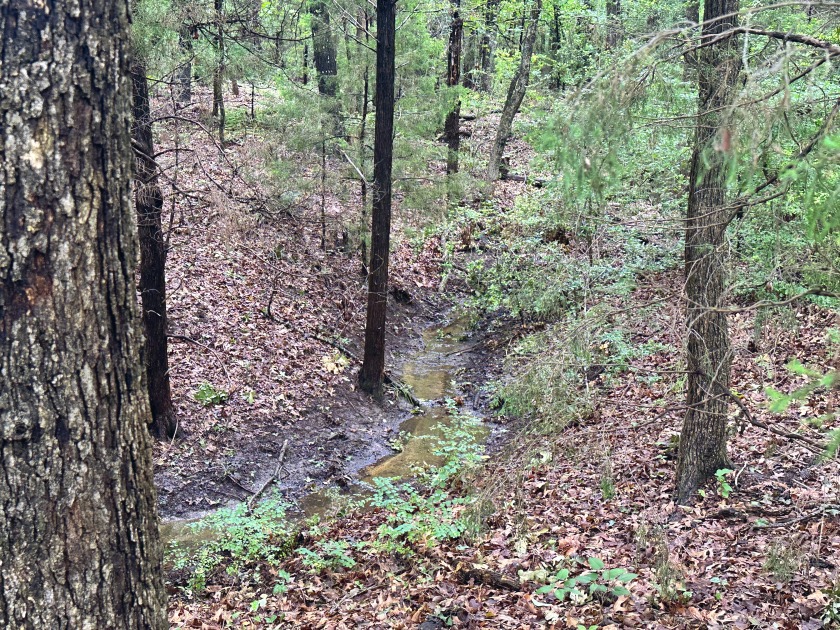 2 acre Wooded Lot in The Shores at Richland Chambers Lake - photo 12