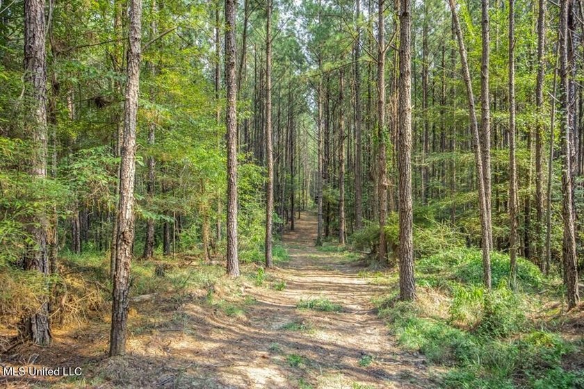 Hunting land for sale in Wilkinson County, MS bordering the - photo 14