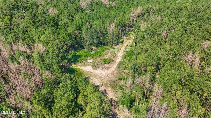 Hunting land for sale in Wilkinson County, MS bordering the - photo 21