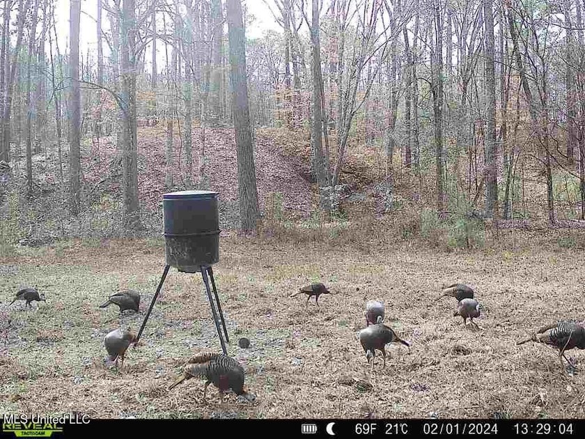 Hunting land for sale in Wilkinson County, MS bordering the - photo 23