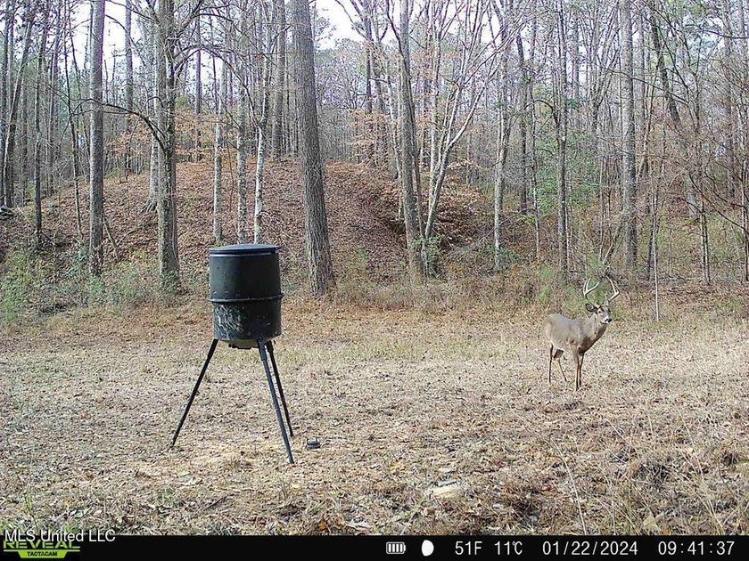 Hunting land for sale in Wilkinson County, MS bordering the - photo 24