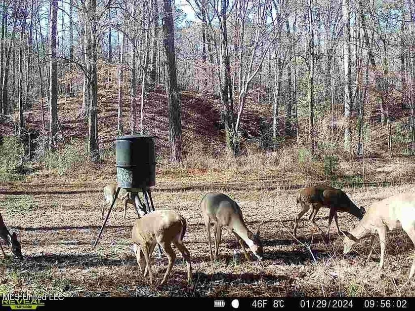 Hunting land for sale in Wilkinson County, MS bordering the - photo 25