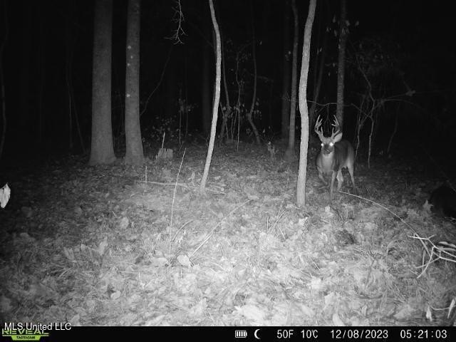 Hunting land for sale in Wilkinson County, MS bordering the - photo 26