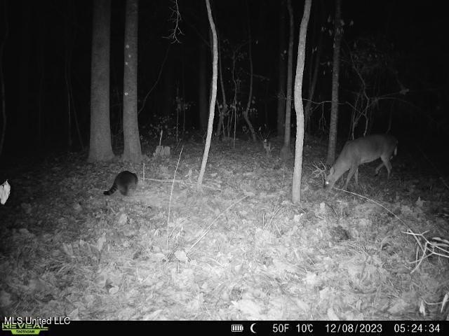 Hunting land for sale in Wilkinson County, MS bordering the - photo 28
