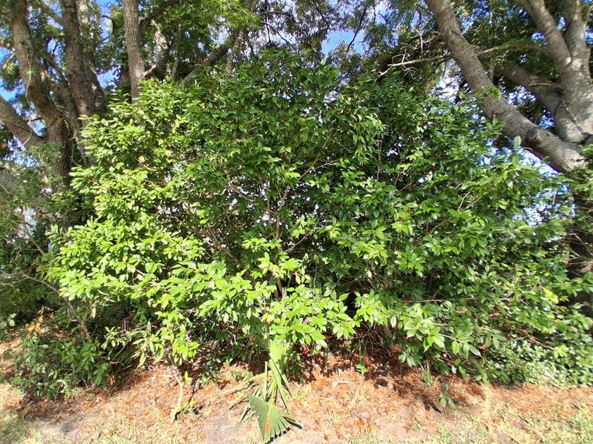 RARE OPPORTUNITY!!! Beautiful Suwannee, Florida home on Holiday - photo 22
