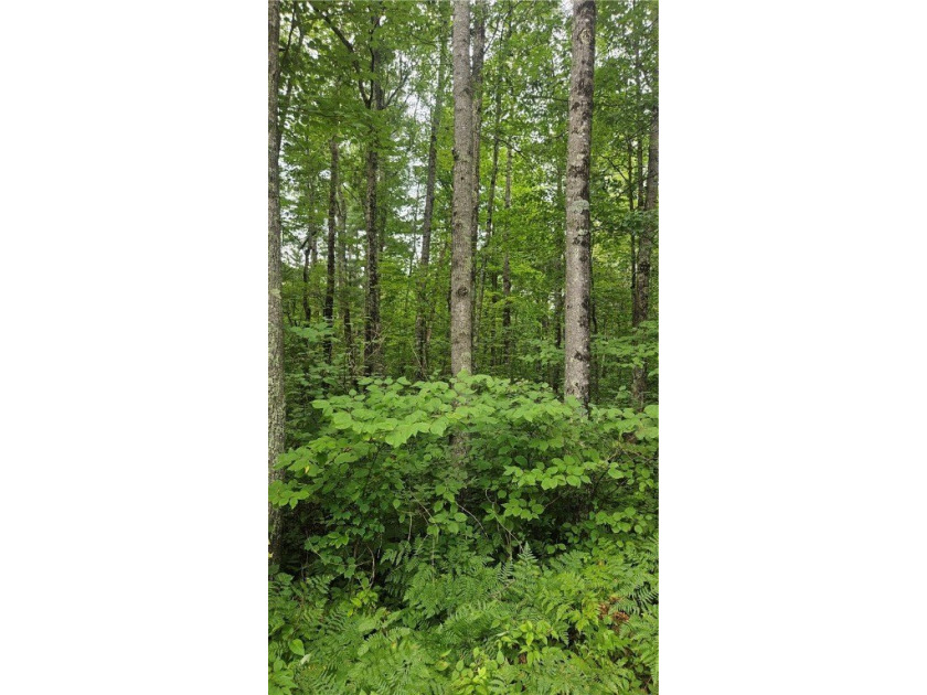 Nestled in the heart of the Northwoods, this 0.727 acre flat - photo 2