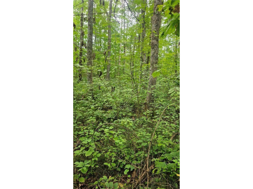 Nestled in the heart of the Northwoods, this 0.727 acre flat - photo 3