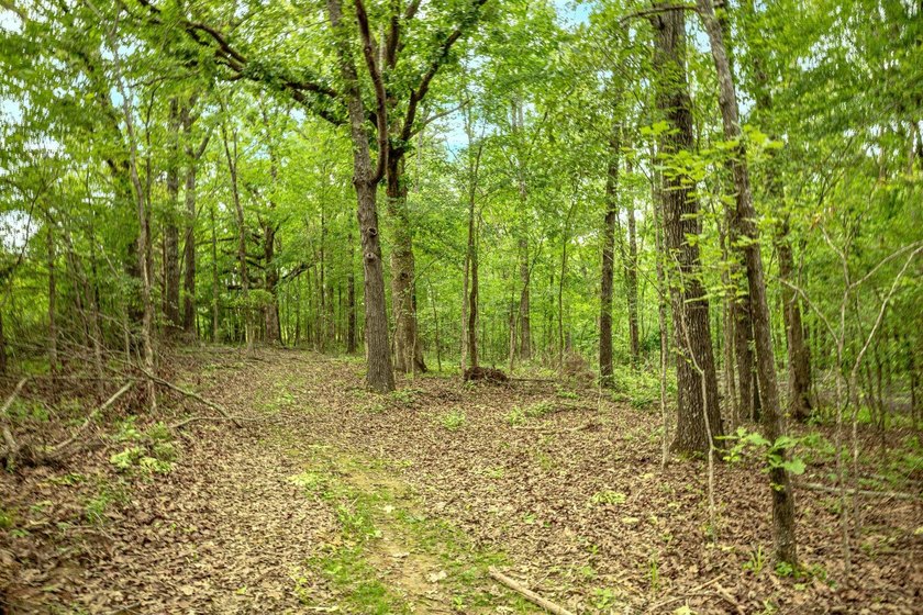 Private Hunting Retreat with Pond, Hardwood Timber &amp; Homesite - photo 16
