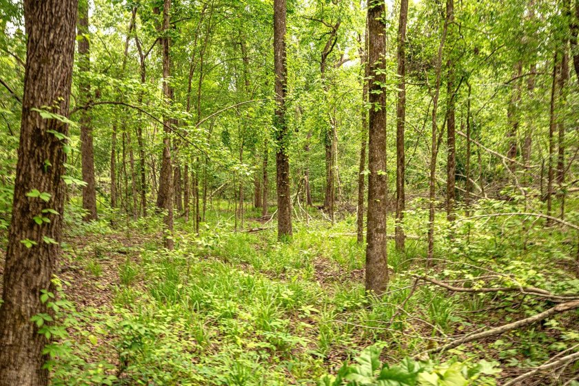 Private Hunting Retreat with Pond, Hardwood Timber &amp; Homesite - photo 18