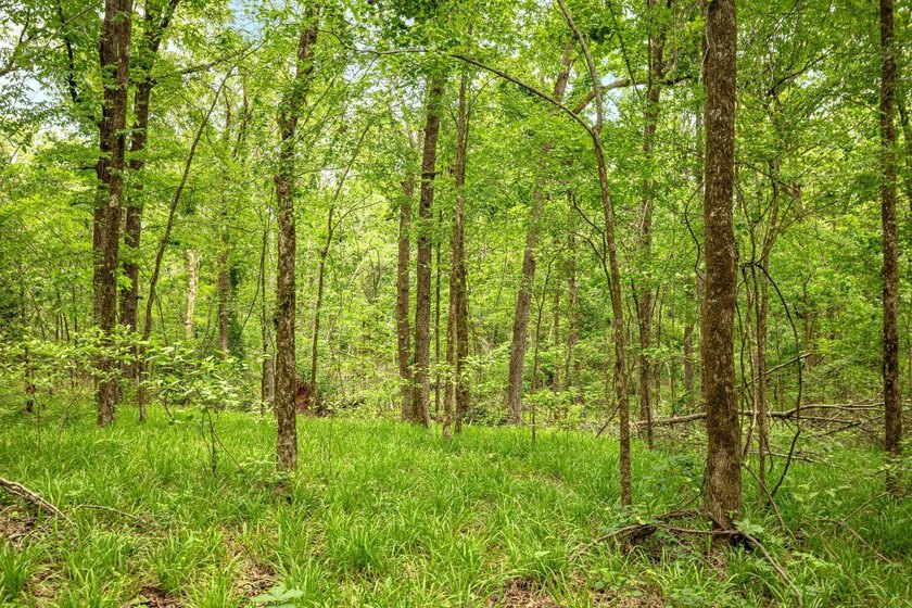 Private Hunting Retreat with Pond, Hardwood Timber &amp; Homesite - photo 19