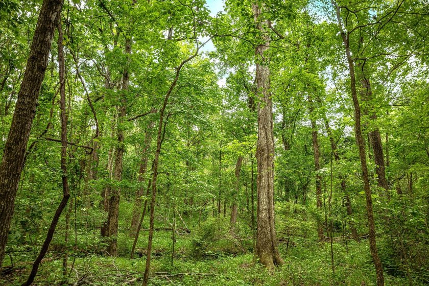 Private Hunting Retreat with Pond, Hardwood Timber &amp; Homesite - photo 23