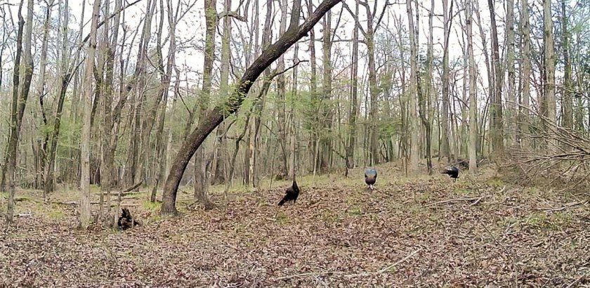 Private Hunting Retreat with Pond, Hardwood Timber &amp; Homesite - photo 25