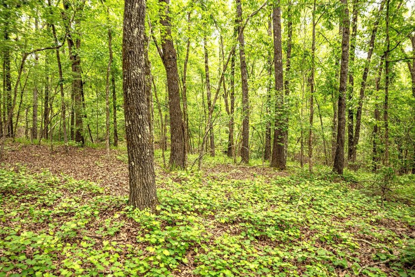 Private Hunting Retreat with Pond, Hardwood Timber &amp; Homesite - photo 32