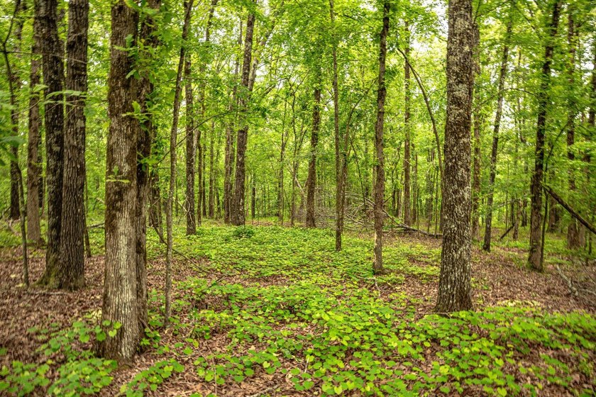 Private Hunting Retreat with Pond, Hardwood Timber &amp; Homesite - photo 36