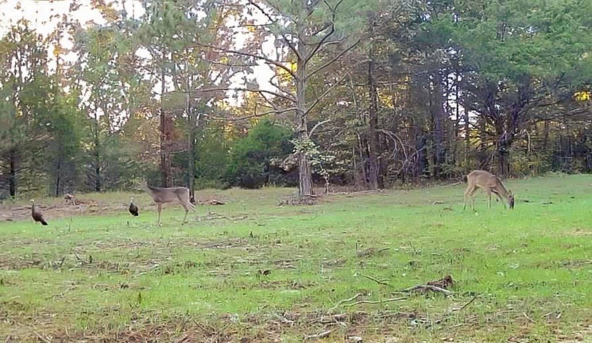 Private Hunting Retreat with Pond, Hardwood Timber &amp; Homesite - photo 46