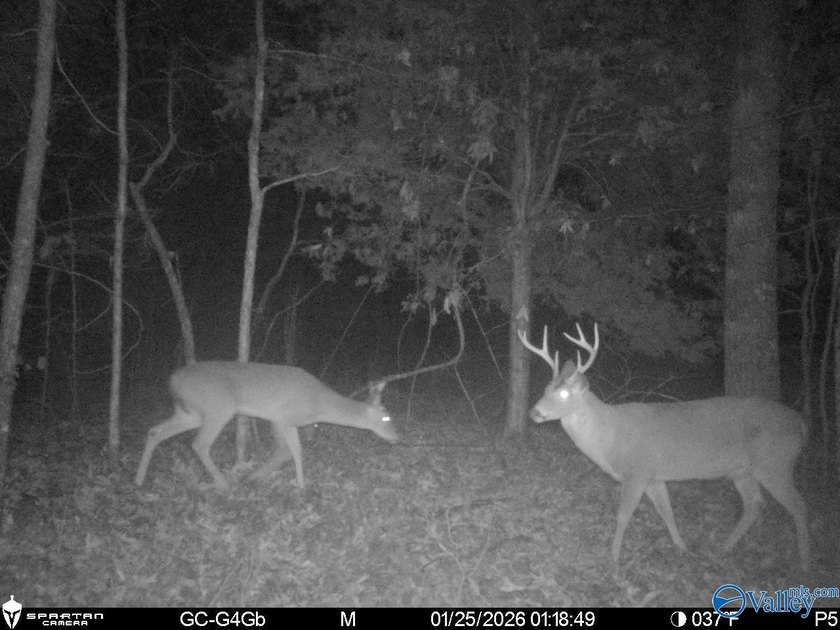 Discover this incredible hunting and recreational tract on Sand - photo 20