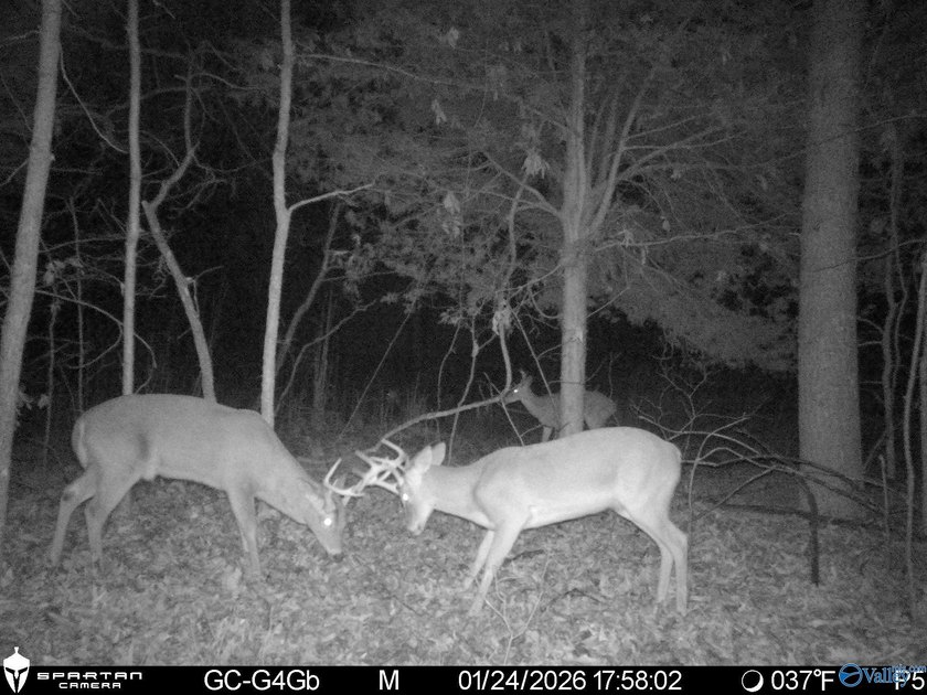 Discover this incredible hunting and recreational tract on Sand - photo 21