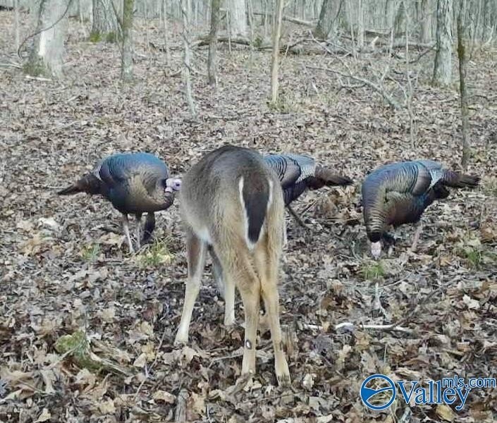 Discover this incredible hunting and recreational tract on Sand - photo 23