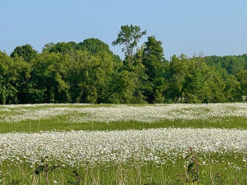 A rare find! 38 pristine organic acres located just 8 miles west - photo 10