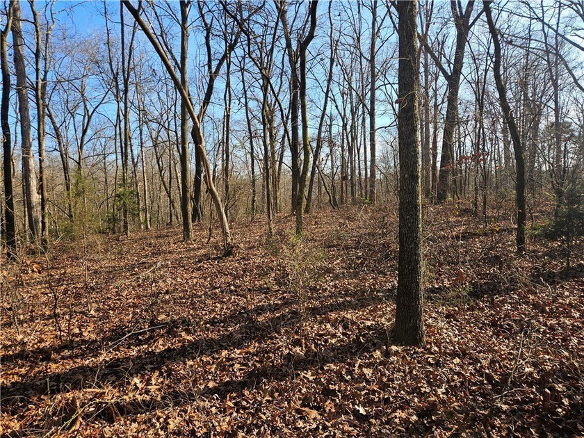 Very open unrestricted land with some mixed hardwoods. Property - photo 9