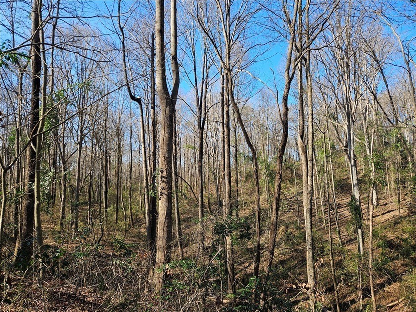 Unrestricted land with almost 4 acres of pasture for building a - photo 10