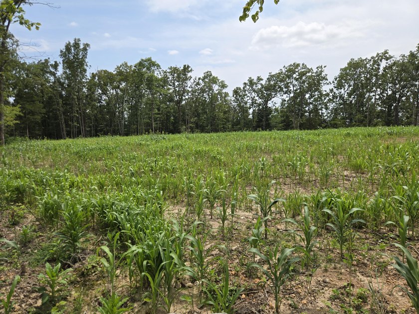 If you have been searching for the perfect hunting tract that is - photo 22