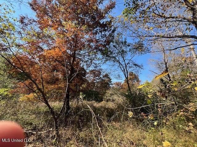 100 Acres of Hardwood &amp; Pine Timber - Recreational Tract Near - photo 13