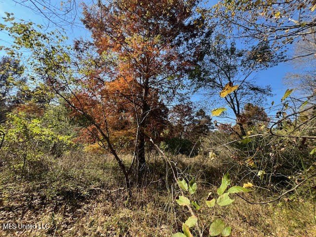 100 Acres of Hardwood &amp; Pine Timber - Recreational Tract Near - photo 14