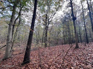 100 Acres of Hardwood &amp; Pine Timber - Recreational Tract Near - photo 21