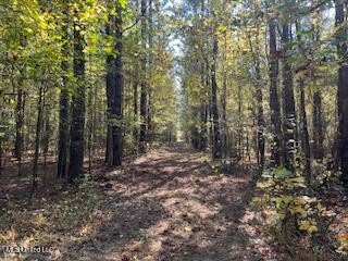 100 Acres of Hardwood &amp; Pine Timber - Recreational Tract Near - photo 23
